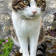 Caramel participe au concours pour gagner de l'argent avec cette photo : cat, flower, daisy, moss, rock, stone_wall, greenery, purple_flowers, whiskers, ears, tail, fur, outdoor, nature, pet, animal, closeup, sitting, cute, calm
