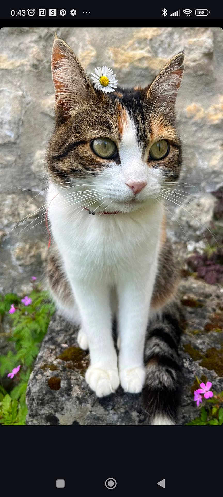 Caramel participe au concours pour gagner de l'argent avec cette photo : cat, flower, daisy, moss, rock, stone_wall, greenery, purple_flowers, whiskers, ears, tail, fur, outdoor, nature, pet, animal, closeup, sitting, cute, calm