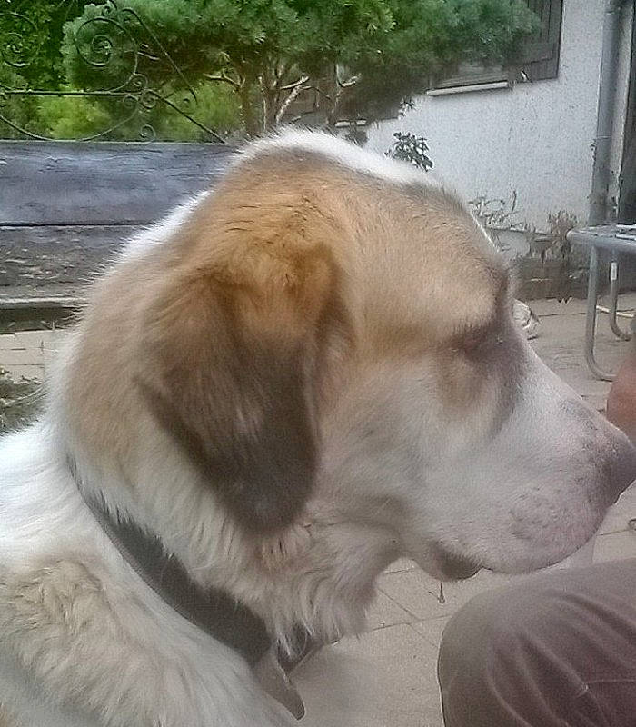 Ilana a rejoint le concours — aidez-le/la à gagner de superbes lots ! bored, canidae, carnivore, collar, companion_dog, dog, dog_breed, dog_collar, fawn, fur, gun_dog, paw, plant, snout, sporting_group, tail, tree, whiskers, window, working_dog