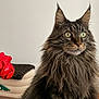 Mani a rejoint le concours — aidez-le/la à gagner de superbes lots ! cat, long_hair, tabby, green_eyes, ears, whiskers, fluffy, indoor, flower, red_flower, pet, feline, portrait, close_up, animal, mammal, cute, alert, sitting, domestic