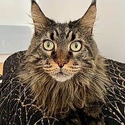 Mani participe au concours pour gagner de l'argent avec cette photo : cat, maine_coon, pet, animal, feline, ears, whiskers, fur, eyes, portrait, close_up, resting, indoor, domestic_cat, tabby, long_hair, looking_at_camera, black, gold, patterned_fabric