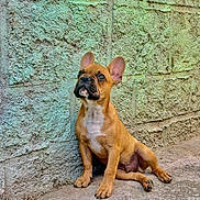 Alf a rejoint le concours — aidez-le/la à gagner de superbes lots ! dog, puppy, french_bulldog, brown_dog, sitting, curious, outdoor, concrete, wall, texture, ears, pet, canine, young_dog, sidewalk, looking_up, animal, mammal, paw, cute