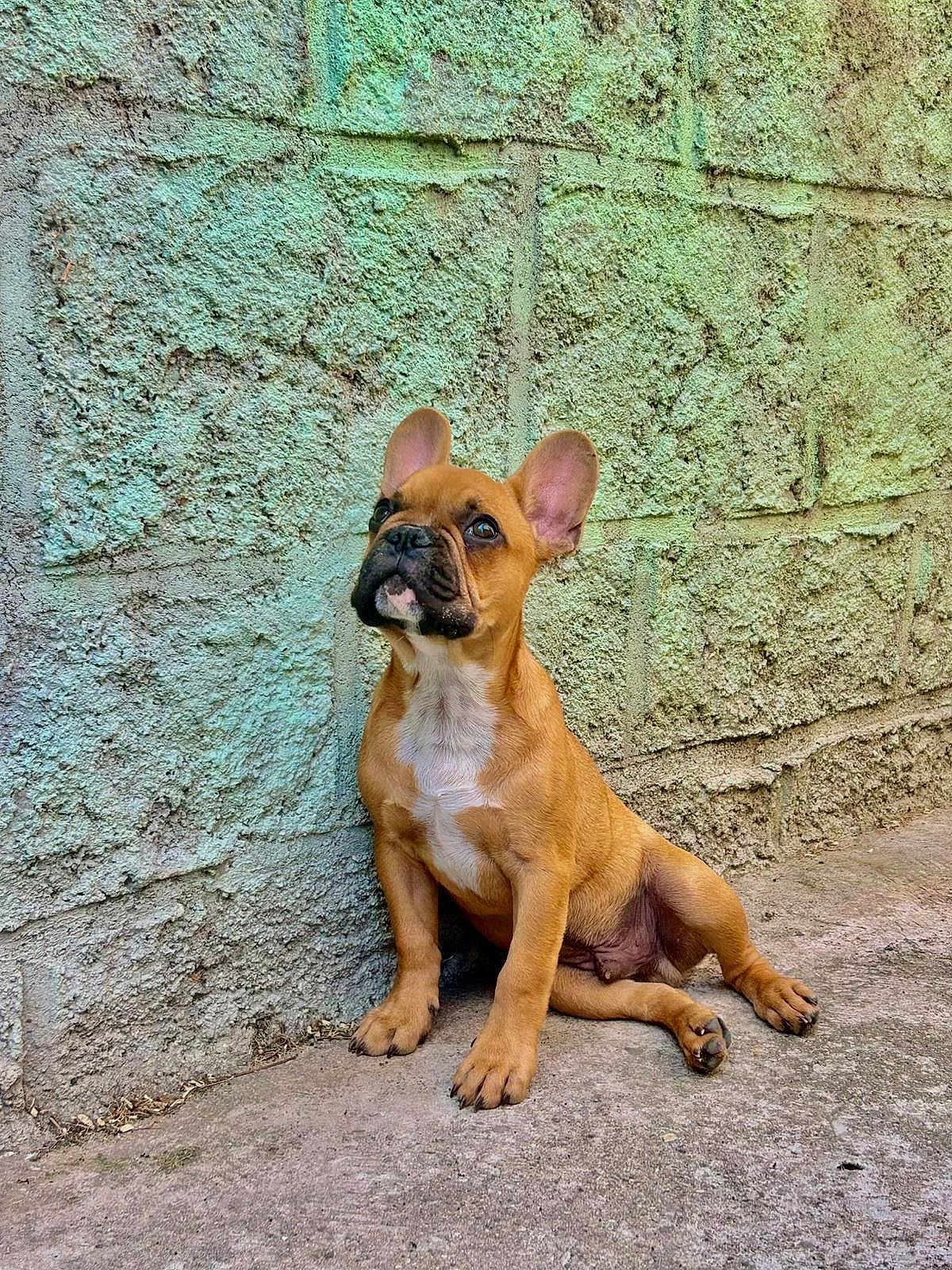 Alf a rejoint le concours — aidez-le/la à gagner de superbes lots ! dog, puppy, french_bulldog, brown_dog, sitting, curious, outdoor, concrete, wall, texture, ears, pet, canine, young_dog, sidewalk, looking_up, animal, mammal, paw, cute