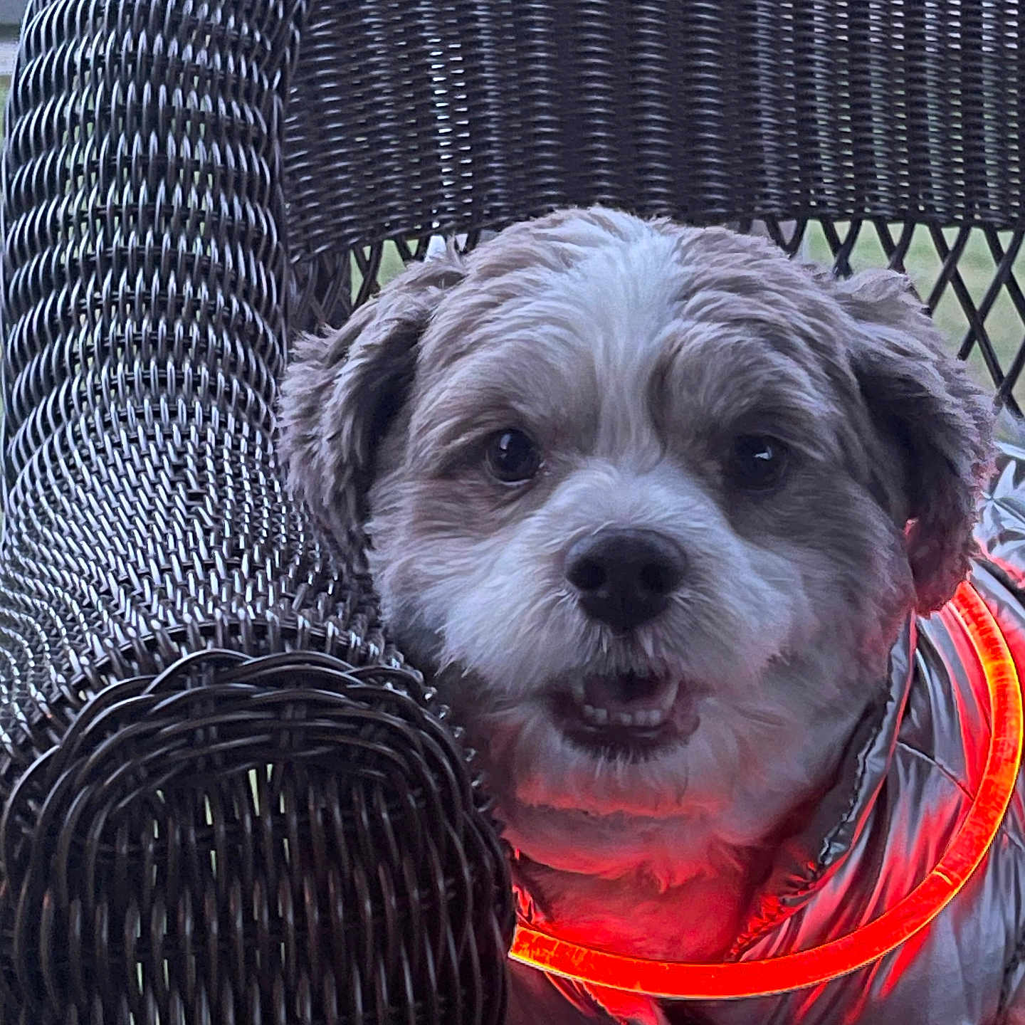 Buddy Morrill is registered to the contest to win money with this photo: animal, brown, closeup, collar, comfort, cozy, cute, dog, expression, face, fur, furniture, glowing, indoor, jacket, pet, portrait, small_dog, white, wicker_chair