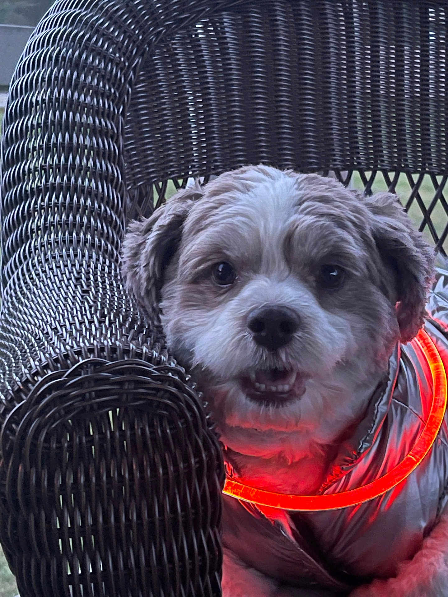 Buddy Morrill is registered to the contest to win money with this photo: animal, brown, closeup, collar, comfort, cozy, cute, dog, expression, face, fur, furniture, glowing, indoor, jacket, pet, portrait, small_dog, white, wicker_chair
