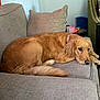 Sasha is registered to the contest to win money with this photo: dog, golden_retriever, couch, living_room, pillow, pet, indoor, resting, fur, canine, comfort, home, relaxing, animal, furniture, collar, tail, head, ear, nose