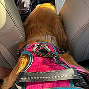 Sasha joined the competition — help win amazing prizes! dog, golden_retriever, harness, car_interior, seat, sunlight, pet, animal, fur, leash, resting, closeup, travel, vehicle, seatbelt, pink, blue, metal_clip, relaxation, canine