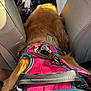 dog, golden_retriever, harness, car_interior, seat, sunlight, pet, animal, fur, leash, resting, closeup, travel, vehicle, seatbelt, pink, blue, metal_clip, relaxation, canine