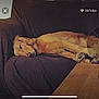 dog, sleeping, couch, indoor, brown, wooden_table, relaxed, pet, canine, floor_tile, green_bucket, fur, living_room, resting, domestic, animal, side_view, cozy, quiet, home