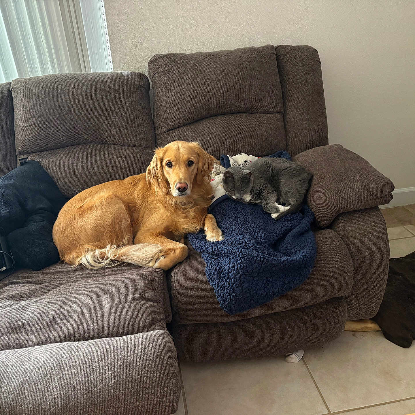 Sasha is registered to the contest to win money with this photo: animal, blanket, brown, cat, companion, cozy, cushion, dog, floor_tile, fur, golden_retriever, gray_cat, indoor, living_room, pet, recliner, relaxing, resting, sofa, window_blinds