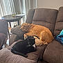 Sasha joined the competition — help win amazing prizes! dog, cat, couch, brown_couch, golden_retriever, black_cat, pet, indoor, relaxing, furniture, vertical_blinds, living_room, cozy, resting, companion, animal, domestic_animal, floor, table, glass