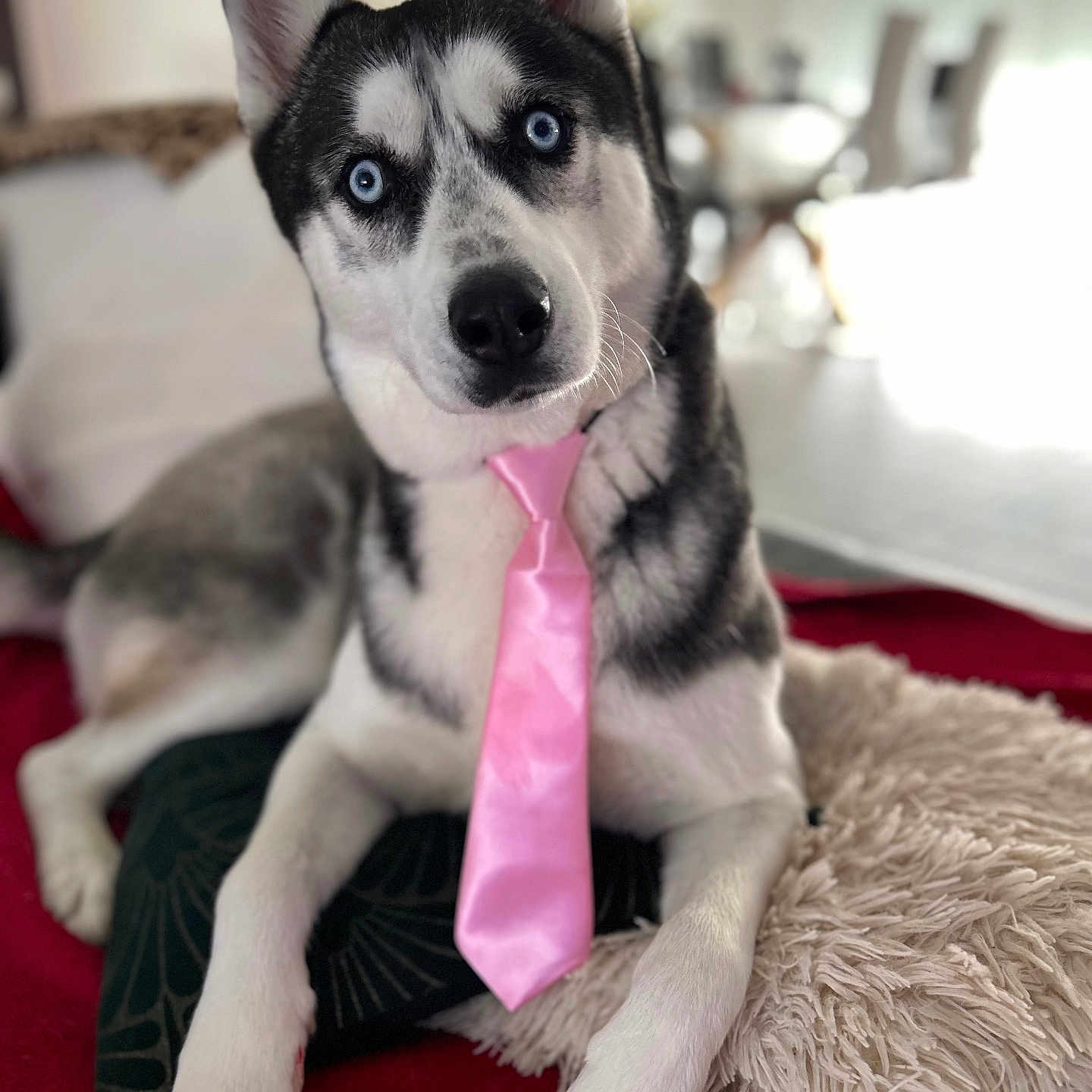 Oslo a rejoint le concours — aidez-le/la à gagner de superbes lots ! accessories, animal, bodypart, canine, collar, couch, dog, eskimodog, formalwear, furniture, hound, husky, mouth, person, pet, puppy, snout, strap, tie, whitedog