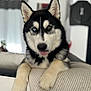 dog, husky, heterochromia, blue_eye, brown_eye, tongue, paw, indoor, blurred_background, cushion, fur, pet, animal, resting, close_up, cute, friendly, canine, black_and_white, house