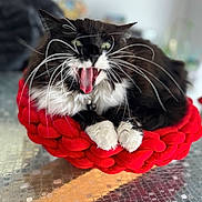 Mimine a rejoint le concours — aidez-le/la à gagner de superbes lots ! cat, black_and_white, whiskers, yawning, knitted_basket, red, paws, fluffy, indoor, glass_table, blurred_background, pet, animal, feline, cozy, resting, close_up, mouth_open, tongue, fur