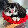 cat, black_and_white, whiskers, yawning, knitted_basket, red, paws, fluffy, indoor, glass_table, blurred_background, pet, animal, feline, cozy, resting, close_up, mouth_open, tongue, fur
