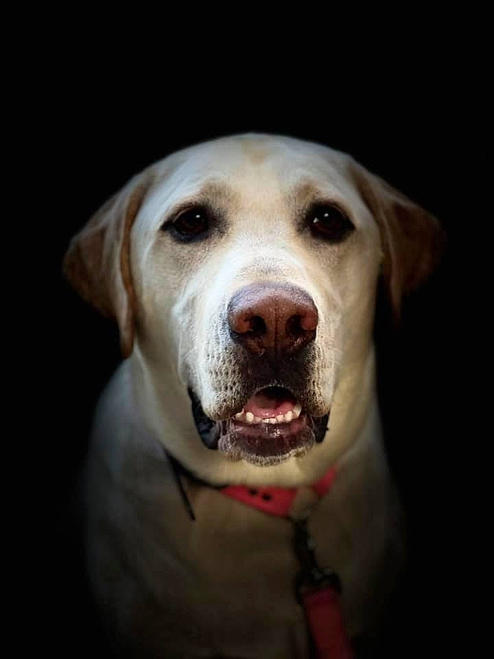 Wesson is registered to the contest to win money with this photo: canidae, carnivore, circle, collar, companion_dog, dog, dog_breed, dog_collar, ear, fang, fur, jaw, non_sporting_group, sporting_group, terrestrial_animal, whiskers, working_animal