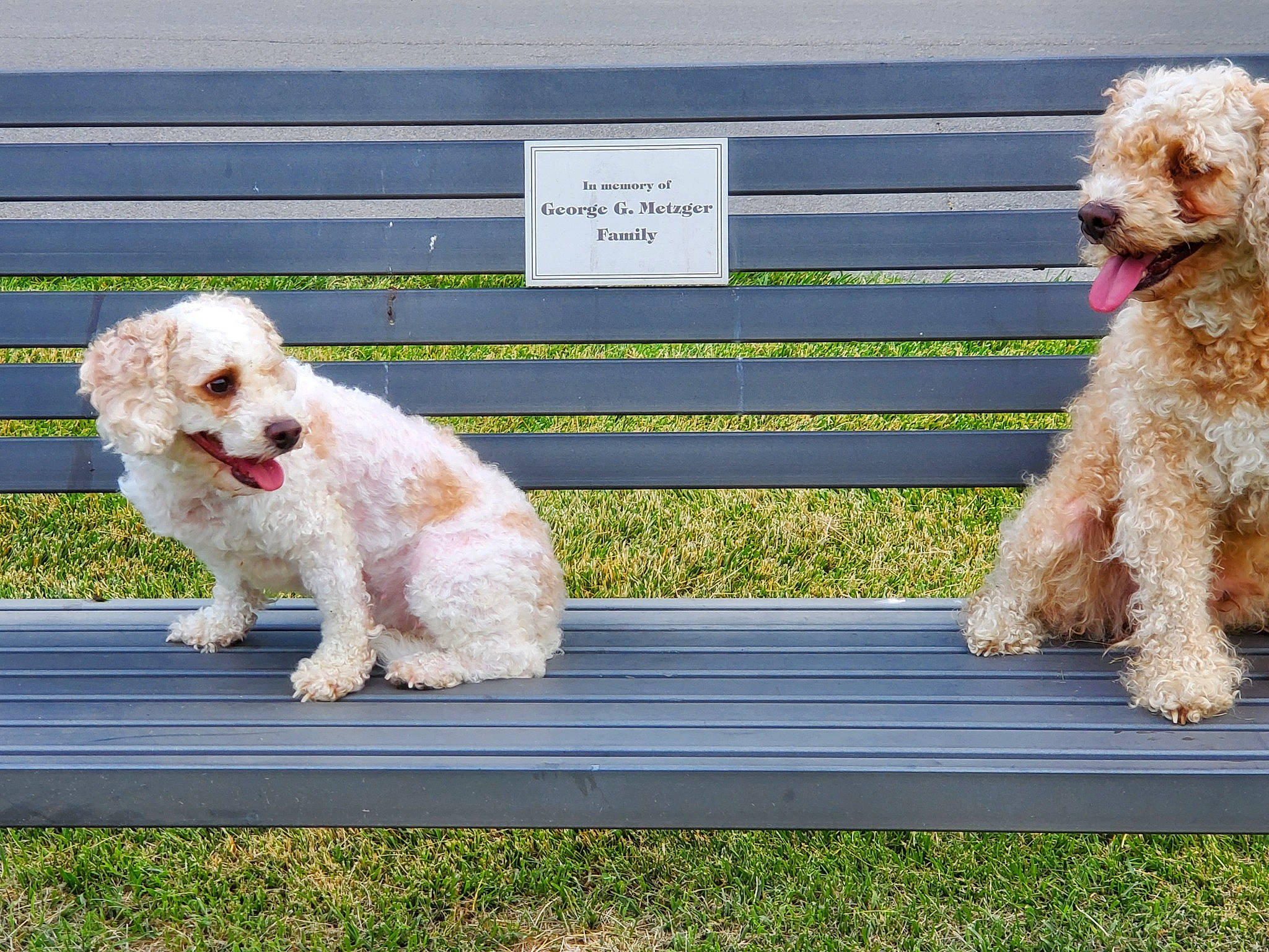 Maxine is registered to the contest to win money with this photo: bichon, canidae, carnivore, companion_dog, dog, dog_breed, dog_collar, dog_supply, fur, grass, labradoodle, non_sporting_group, poodle, poodle_crossbreed, small_terrier, sporting_group, terrier, toy_dog, water_dog