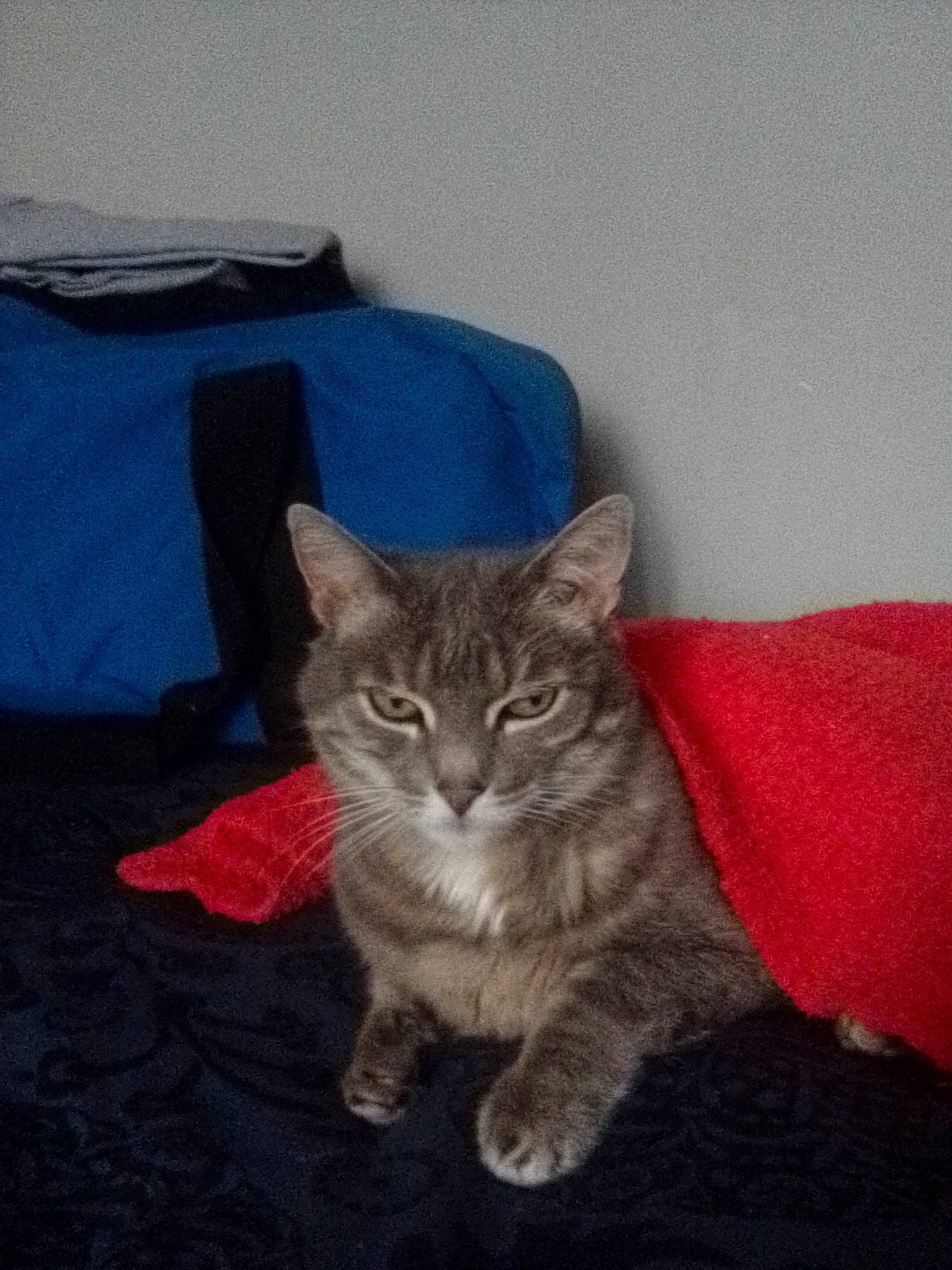 Tigrou participe au concours pour gagner de l'argent avec cette photo : black_cat, carnivore, cat, cat_furniture, chartreux, claw, comfort, couch, domestic_short_haired_cat, eye, fawn, felidae, fur, grey, linens, paw, small_to_medium_sized_cats, snout, tail, whiskers