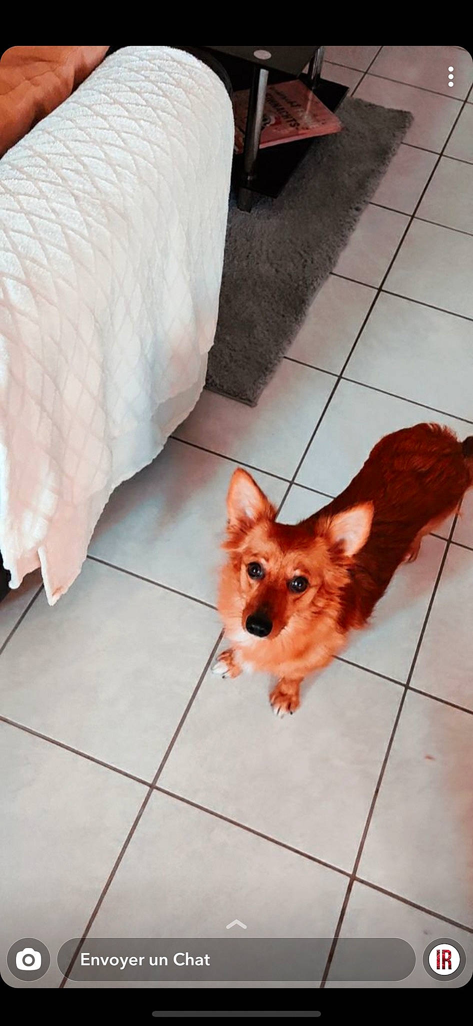 Dakota a rejoint le concours — aidez-le/la à gagner de superbes lots ! brown, canidae, carnivore, companion_dog, dog, dog_breed, fawn, floor, flooring, fur, liver, non_sporting_group, snout, spitz, sporting_group, tan, tile, tile_flooring, toy_dog, working_animal