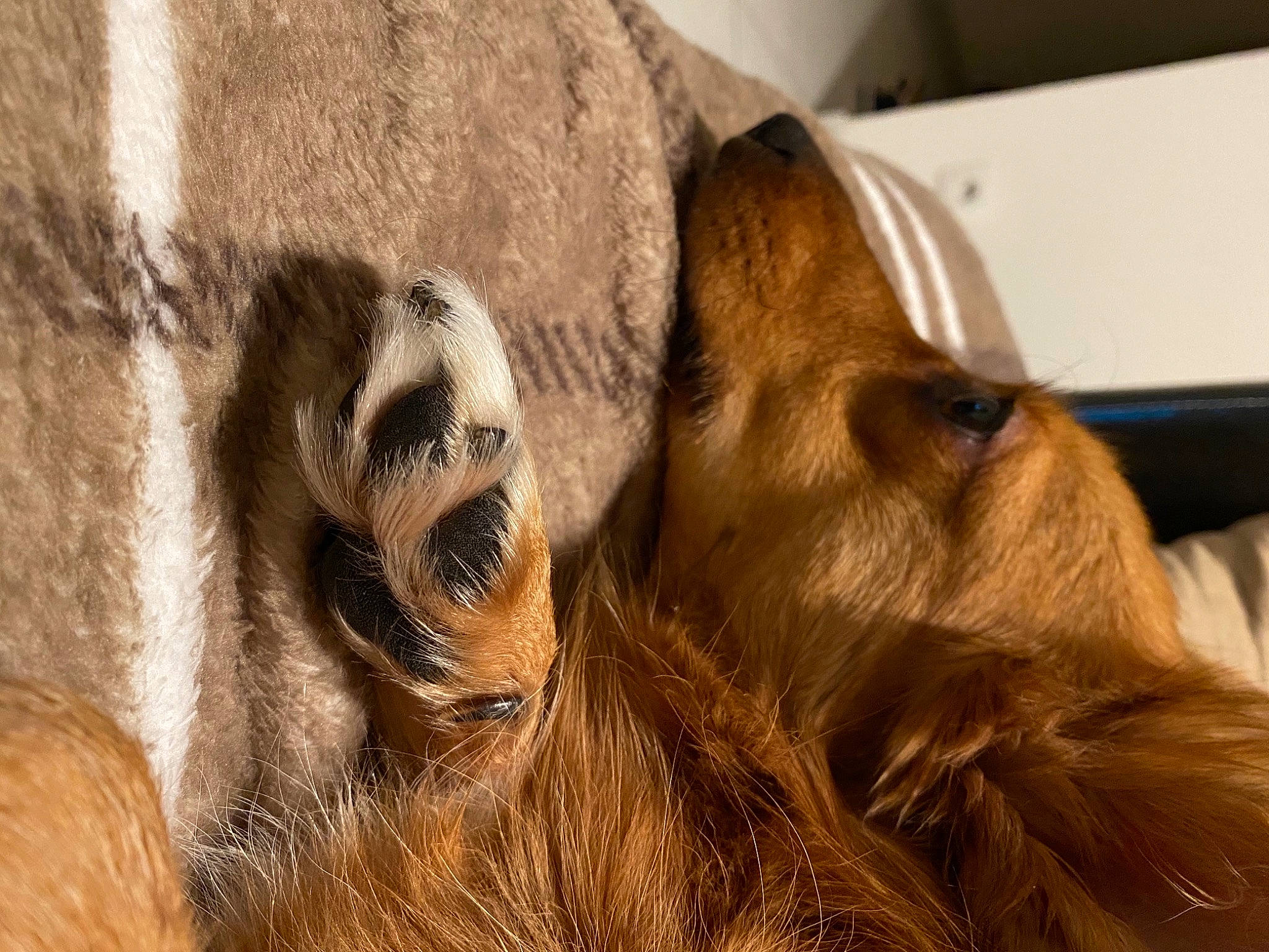 Dakota a rejoint le concours — aidez-le/la à gagner de superbes lots ! brown, companion_dog, dog_breed, fawn, fur, liver, orangutan, primate, snout, spaniel, tan, terrestrial_animal, vertebrate, zoo