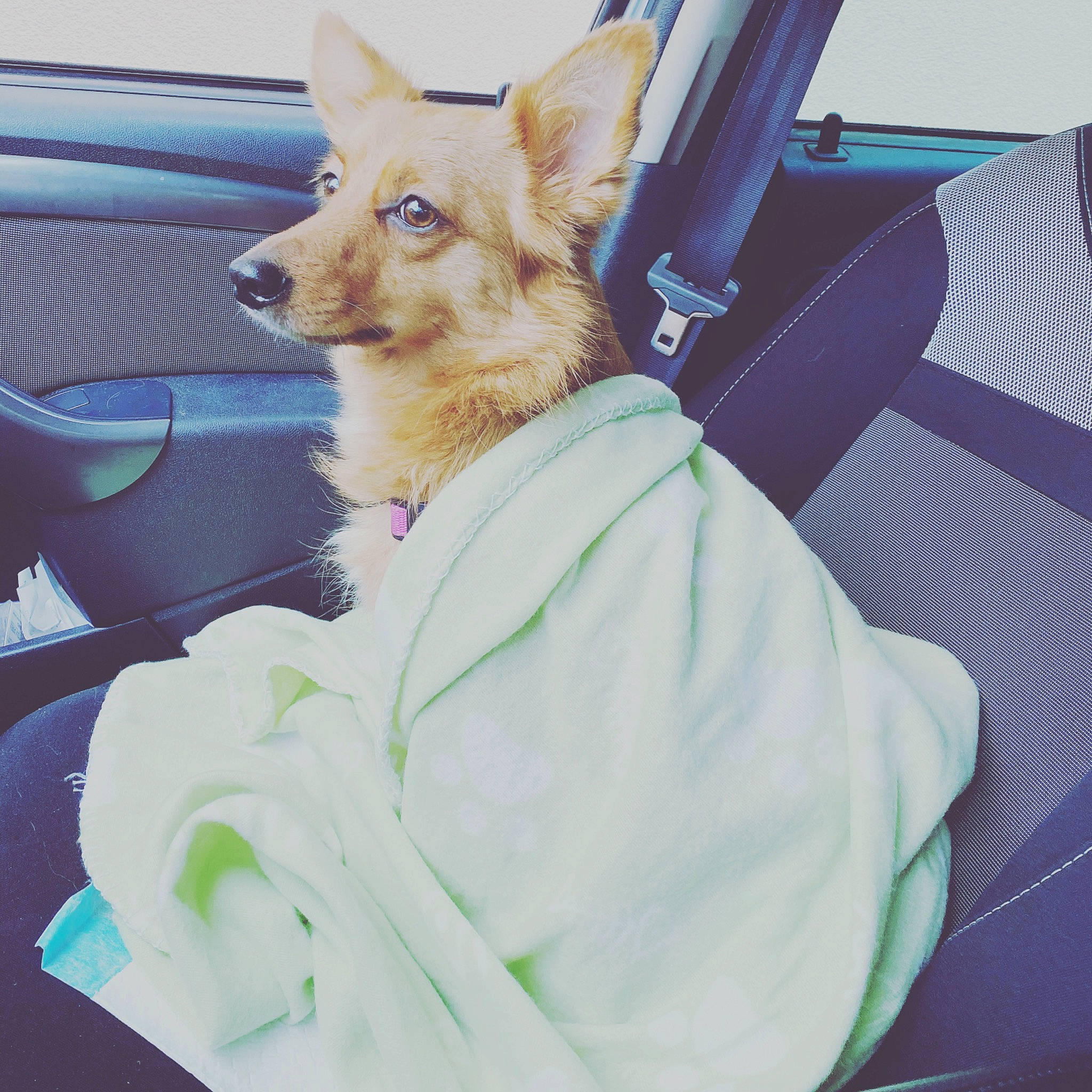 Dakota a rejoint le concours — aidez-le/la à gagner de superbes lots ! automotive_window_part, canidae, car_seat, carnivore, collar, dog, dog_breed, dog_clothes, dog_collar, dog_supply, fur, hood, mammal, non_sporting_group, pet_supply, snout, sporting_group, vehicle_door, windshield, working_animal