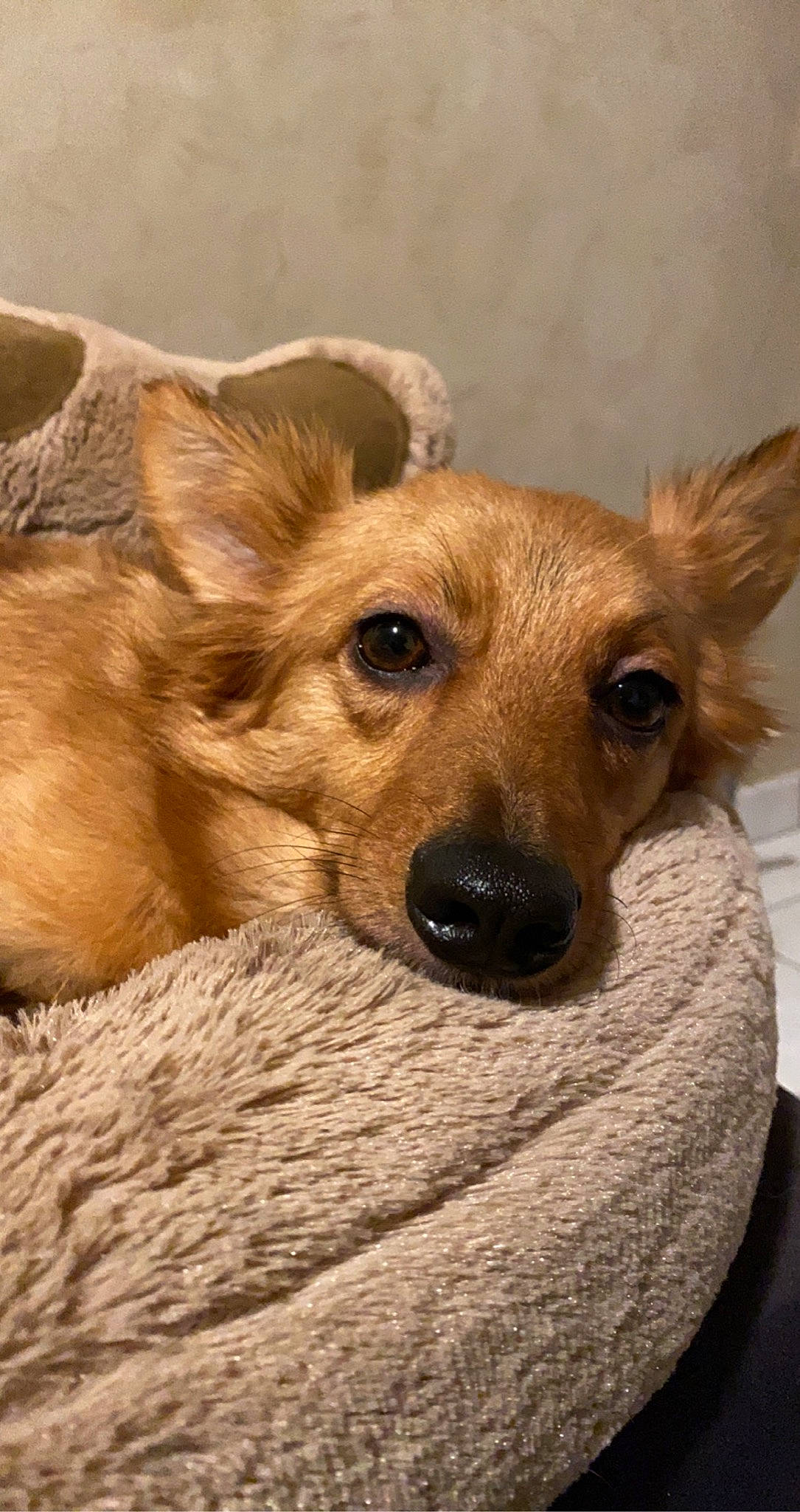 Dakota a rejoint le concours — aidez-le/la à gagner de superbes lots ! beige, blond, brown, canidae, carnivore, companion_dog, dog, dog_breed, dog_supply, fawn, fur, liver, mammal, snout, sporting_group, tan, vertebrate, whiskers, working_animal, working_dog