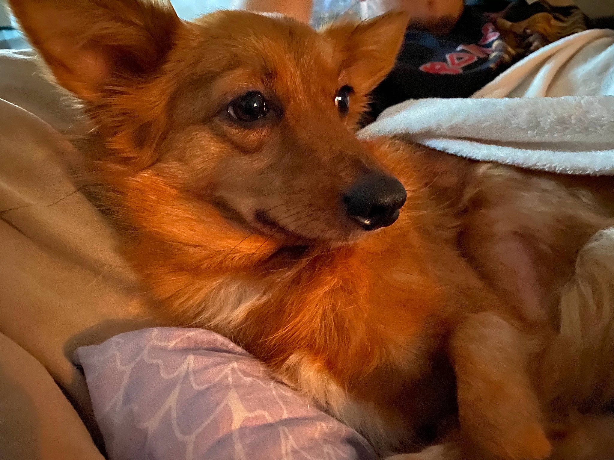 Dakota participe au concours pour gagner de l'argent avec cette photo : brown, canidae, carnivore, comfort, companion_dog, dog, dog_breed, dog_supply, fawn, finnish_spitz, fur, liver, natural_material, non_sporting_group, snout, sporting_group, tan, vertebrate, whiskers, working_animal