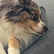 Chelsea is registered to the contest to win money with this photo: animal, calm, canine, close_up, companion, couch, cozy, dog, fluffy, fur, home, indoor, looking_away, multicolor, paw, pet, relaxed, resting, side_view, texture