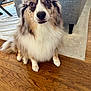 Chelsea is registered to the contest to win money with this photo: animal, brown, canine, companion, couch, cute, dog, domestic, eyes, fluffy, friendly, fur, indoor, living_room, pet, portrait, rug, sitting, white, wooden_floor