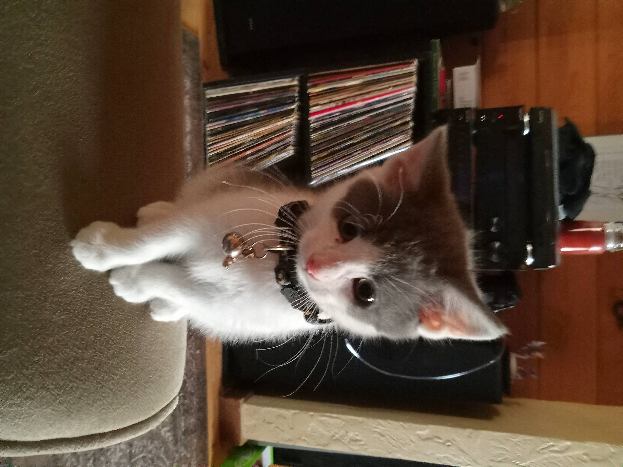 Merlin is registered to the contest to win money with this photo: bookcase, box, cardboard, carnivore, cat, cat_supply, domestic_short_haired_cat, felidae, fur, hardwood, paw, room, shelf, shelving, small_to_medium_sized_cats, snout, tail, whiskers, wood