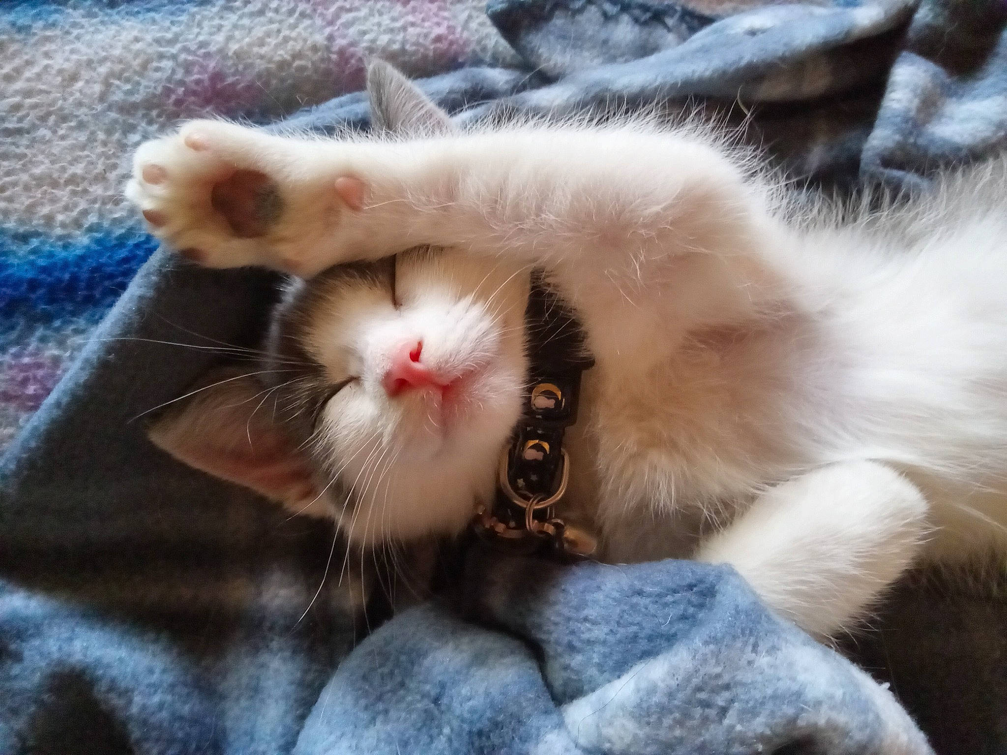 Merlin joined the competition — help win amazing prizes! carnivore, cat, claw, comfort, domestic_short_haired_cat, felidae, foot, fur, paw, small_to_medium_sized_cats, tail, whiskers