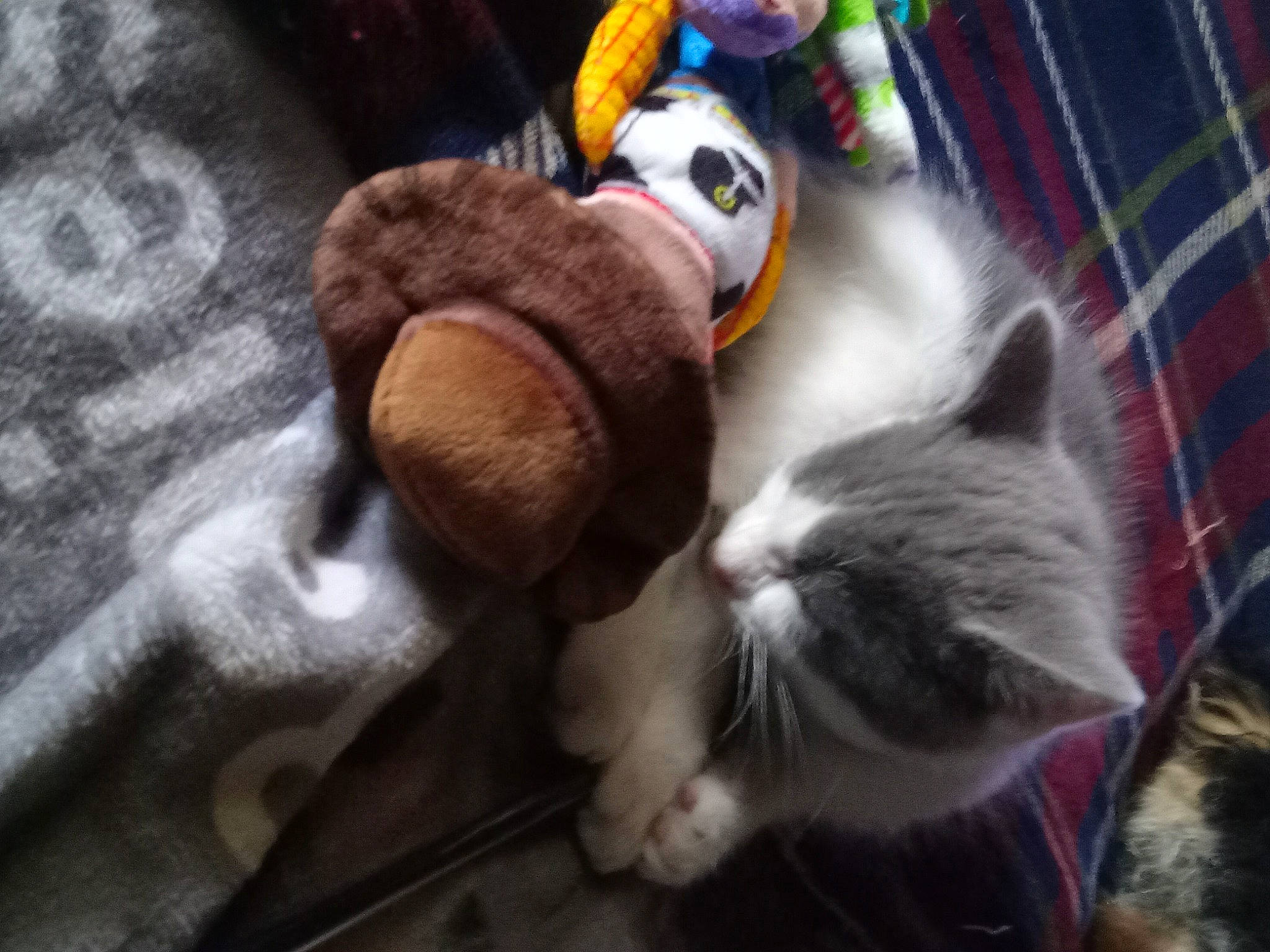 Merlin joined the competition — help win amazing prizes! carnivore, cat, comfort, domestic_short_haired_cat, felidae, fur, grey, human_leg, mammal, pattern, paw, plaid, small_to_medium_sized_cats, stuffed_toy, tail, tartan, textile, toy, vertebrate, whiskers