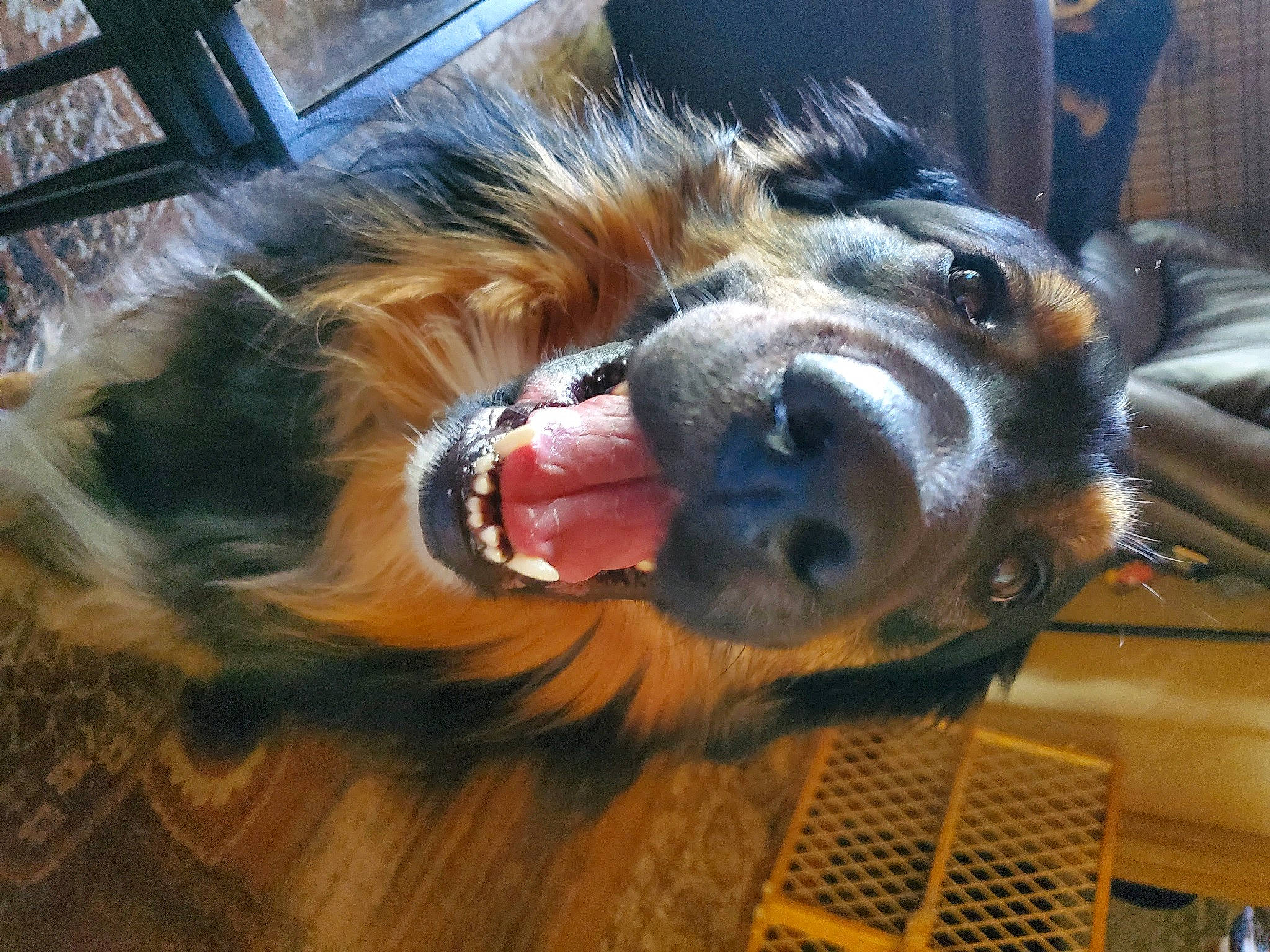 Jackson is registered to the contest to win money with this photo: canidae, carnivore, claw, collar, companion_dog, dog, dog_breed, fur, liver, metal, natural_material, paw, snout, sporting_group, terrestrial_animal, whiskers, working_animal, working_dog, yawn