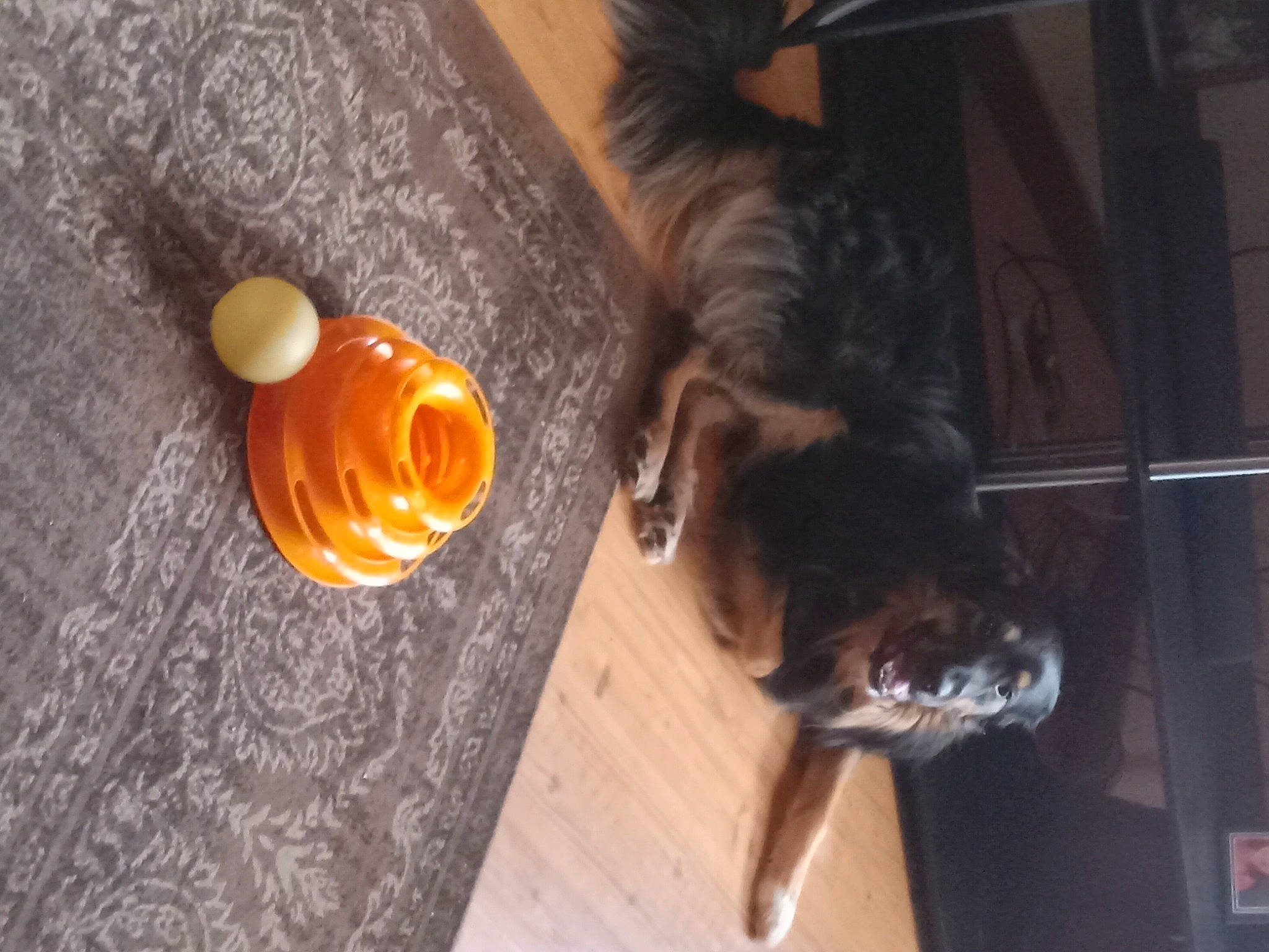 Jackson joined the competition — help win amazing prizes! claw, companion_dog, dog, floor, flooring, fur, hardwood, liver, plant, tail, tree, wood, wood_flooring, wood_stain