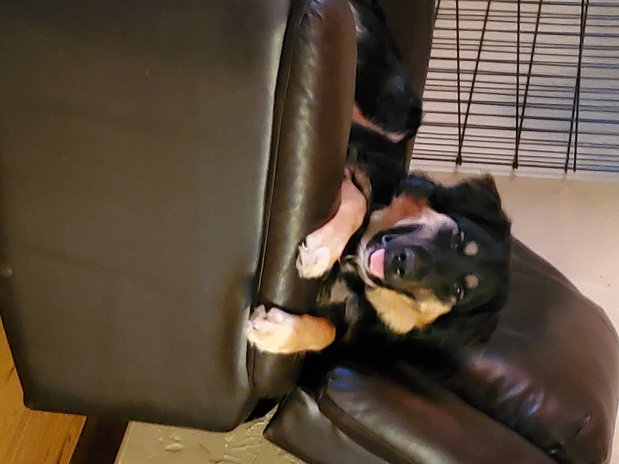 Jackson is registered to the contest to win money with this photo: canidae, carnivore, club_chair, comfort, companion_dog, couch, dog, dog_breed, fawn, felidae, flooring, fur, guard_dog, room, sitting, snout, sporting_group, toy_dog, whiskers, working_animal