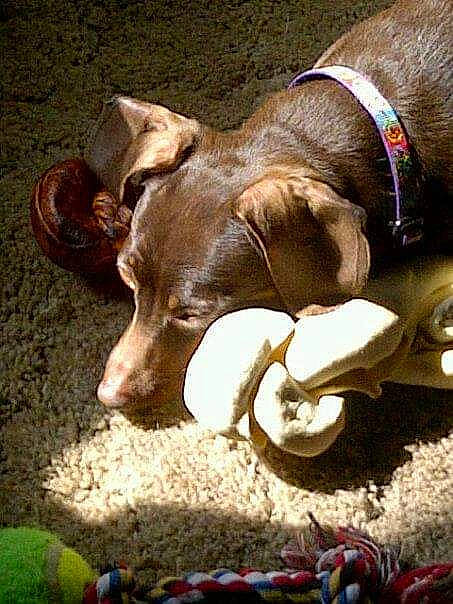 Jadie is registered to the contest to win money with this photo: animal_feed, canidae, carnivore, collar, companion_dog, dog, dog_breed, dog_collar, dog_supply, fawn, fur, liver, pet_supply, snout, soil, sporting_group, terrestrial_animal, whiskers, wood, working_animal