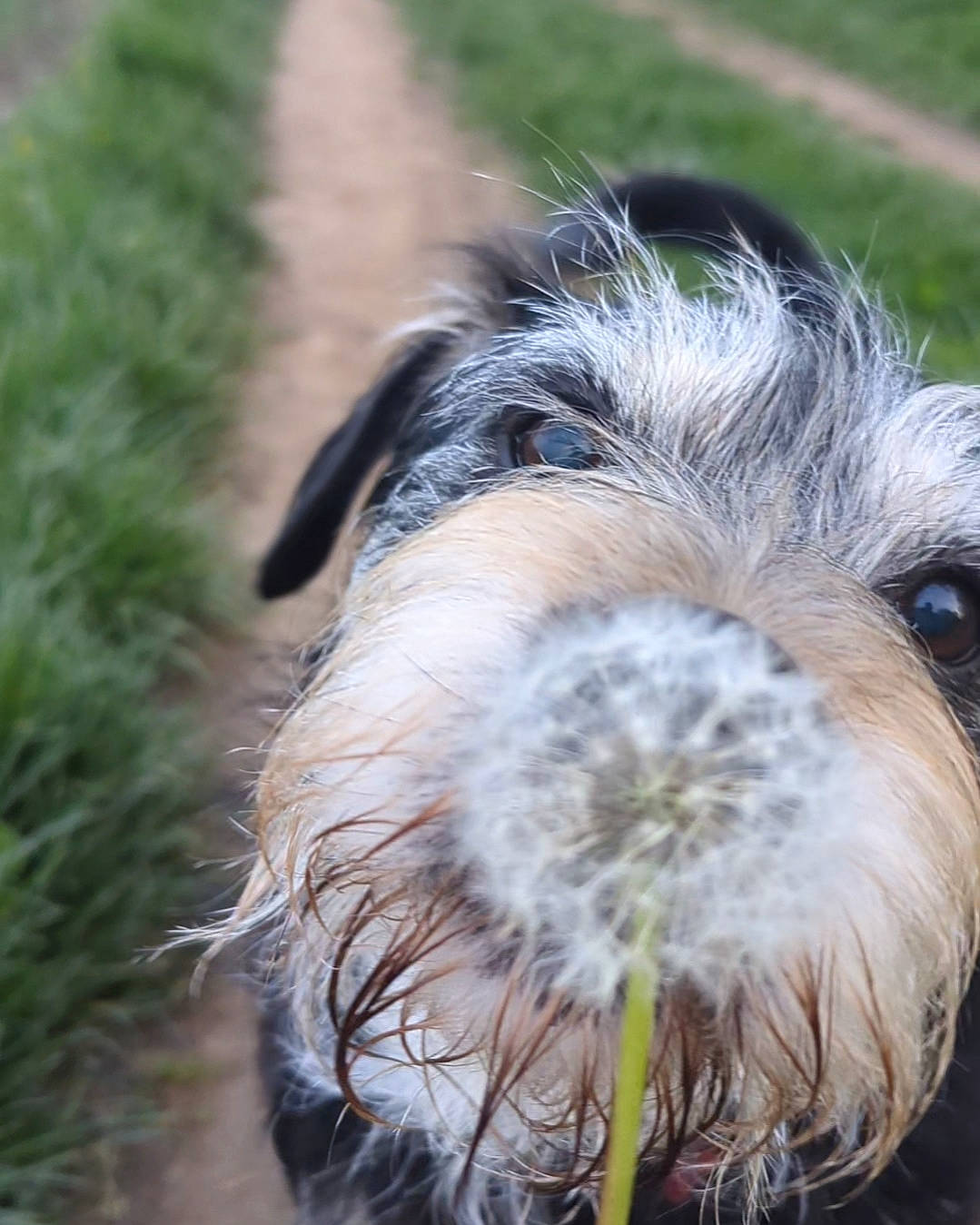 Buster joined the competition — help win amazing prizes! canidae, carnivore, companion_dog, dog, dog_breed, fur, grass, liver, ratite, small_terrier, snout, sporting_group, terrestrial_animal, terrier, working_animal