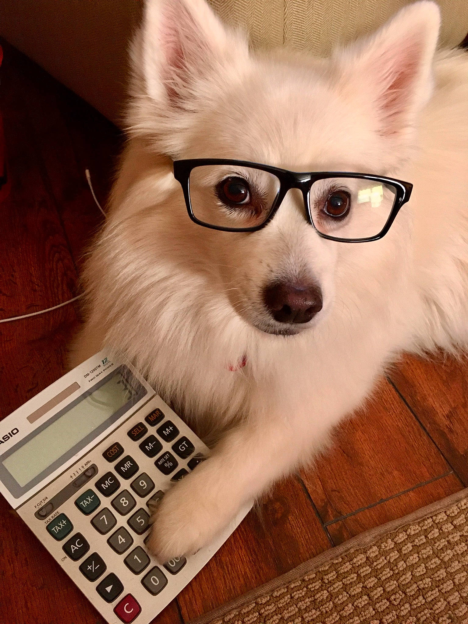 Demi is registered to the contest to win money with this photo: canidae, carnivore, companion_dog, dog, dog_breed, ear, eyewear, fur, glasses, mammal, non_sporting_group, pomeranian, puppy, rare_breed_dog, snout, vertebrate, vision_care, whiskers