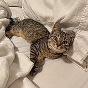 Bookie is registered to the contest to win money with this photo: cat, kitten, tabby, pet, animal, bed, blanket, pillow, indoor, fur, whiskers, cute, sleepy, resting, cozy, domestic, young, small, soft, relaxed