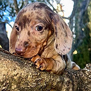 Ketchup a rejoint le concours — aidez-le/la à gagner de superbes lots ! puppy, dog, tree, branch, close_up, outdoor, nature, bokeh, curious, brown, spotted, animal, pet, cute, young, ears, paws, snout, fur, daylight