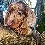 puppy, dog, tree, branch, close_up, outdoor, nature, bokeh, curious, brown, spotted, animal, pet, cute, young, ears, paws, snout, fur, daylight