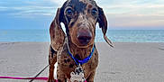 Ketchup a rejoint le concours — aidez-le/la à gagner de superbes lots ! dachshund, puppy, dog, pet, collar, leash, concrete, ocean, sky, clouds, outdoor, animal, cute, brown, black_spots, small_dog, portrait, standing, water, calm