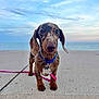dachshund, puppy, dog, pet, collar, leash, concrete, ocean, sky, clouds, outdoor, animal, cute, brown, black_spots, small_dog, portrait, standing, water, calm
