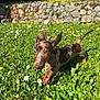 Ketchup a rejoint le concours — aidez-le/la à gagner de superbes lots ! dog, puppy, dachshund, grass, flowers, yellow_flowers, white_flowers, greenery, stone_wall, garden, sunlight, playful, outdoor, nature, pet, animal, cute, small_dog, ears, tail