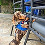 Ketchup participe au concours pour gagner de l'argent avec cette photo : dog, dachshund, dappled_coat, blue_harness, pet, outdoor, stone_patio, metal_chair, curious, standing, leisure, animal, canine, brown, tan, short_hair, pet_accessory, nature, daylight, looking_back