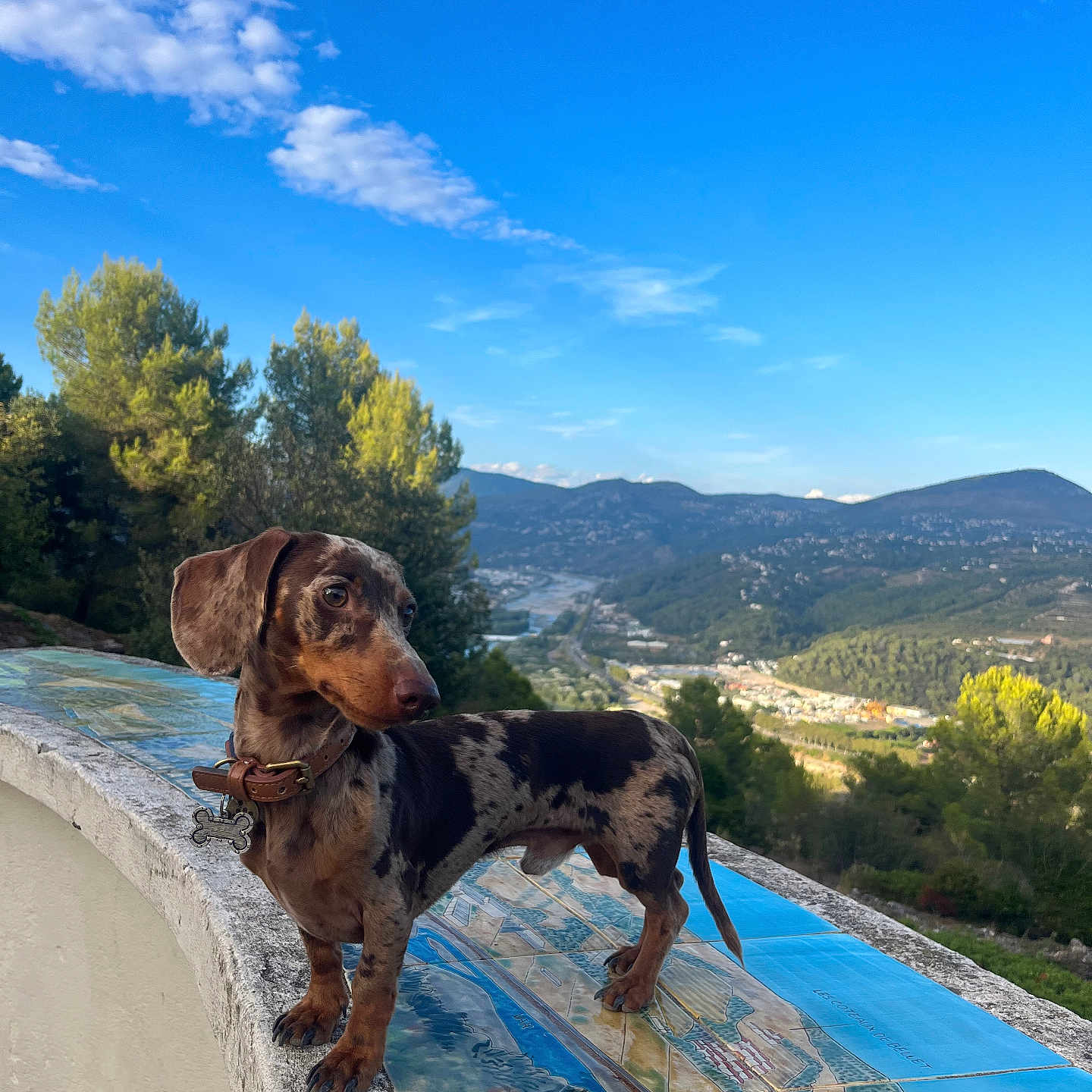 Ketchup a rejoint le concours — aidez-le/la à gagner de superbes lots ! animal, black, brown, clouds, collar, curious, dachshund, dog, landscape, ledges, mountains, nature, outdoor, pet, scenic, sky, spots, sunlight, tile, trees