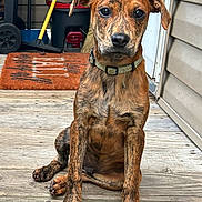 Tigger is registered to the contest to win money with this photo: dog, puppy, brindle, collar, porch, wooden_floor, pet, animal, sitting, looking_at_camera, outdoor, house, door, welcome_mat, broom, domestic, young_dog, canine, fur, ears