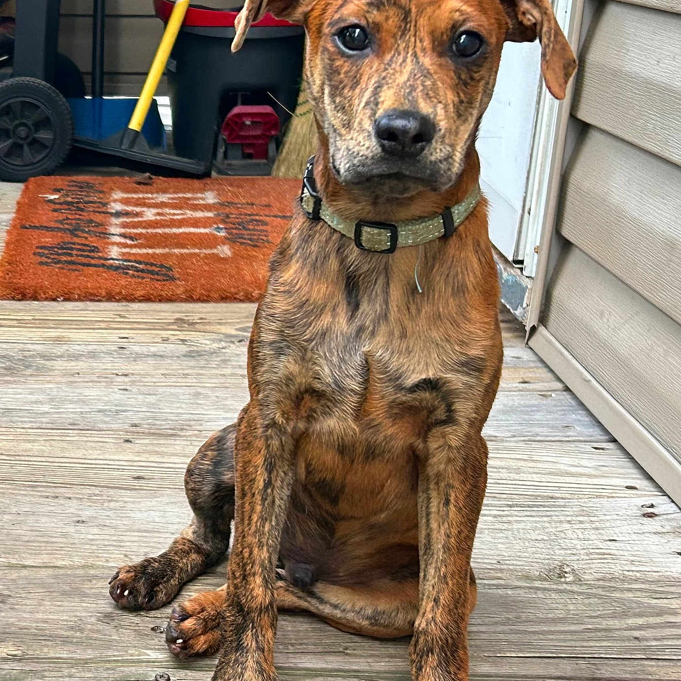 Tigger is registered to the contest to win money with this photo: animal, brindle, broom, canine, collar, dog, domestic, door, ears, fur, house, looking_at_camera, outdoor, pet, porch, puppy, sitting, welcome_mat, wooden_floor, young_dog