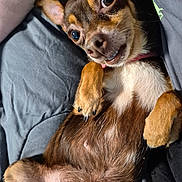 Nala joined the competition — help win amazing prizes! dog, small_dog, pet, lying_down, belly_up, paws, fur, ears, bed, gray_sheet, close_up, cute, animal, canine, nails, relaxed, indoor, companion, mammal, domestic