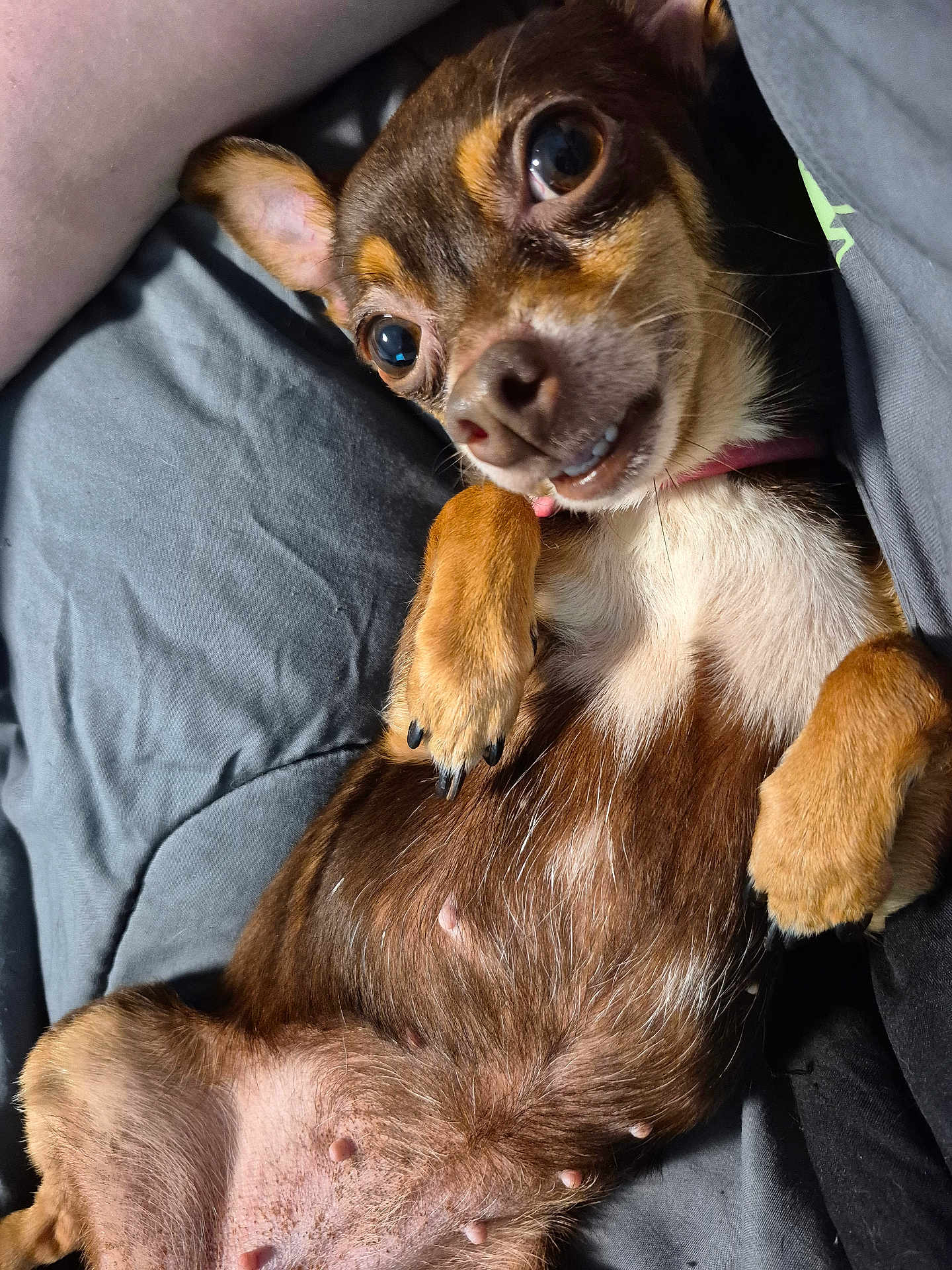 Nala joined the competition — help win amazing prizes! dog, small_dog, pet, lying_down, belly_up, paws, fur, ears, bed, gray_sheet, close_up, cute, animal, canine, nails, relaxed, indoor, companion, mammal, domestic